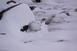 Arctic Hare sheltered by a rock