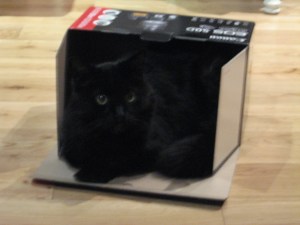 My cat, Gulliver, in the box my new camera came in. Photo taken with my old point & shoot because I haven't learned how to use the new camera yet.