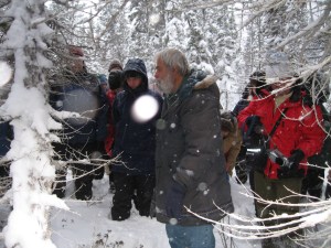 Looking for tundra berries in the snow