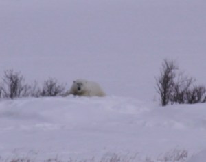 Bear looking right at me