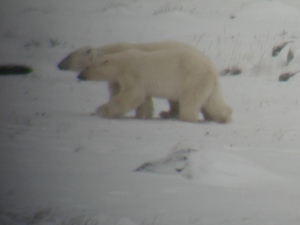 Polar bears crossing the Tundra, on their way to play with sled dogs