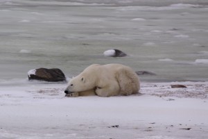 Polar bear resting on ice