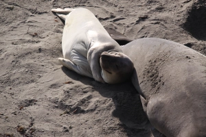Elephant seals sunning themselves