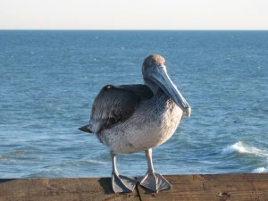 Sunbathing pelican in Newport