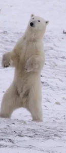 Curious Bear
