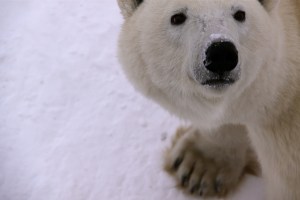 Polar bear eyes