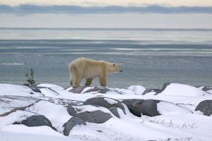 bear gazing at water