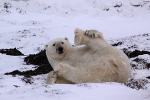 Polar bear yoga