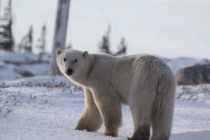 3rd polar bear