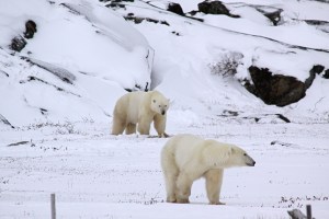 Little bear gets out of the way