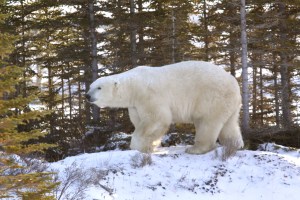 Looking for a place to rest