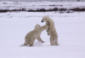 Sparring  polar bears