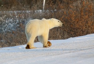 Polar bear stroll