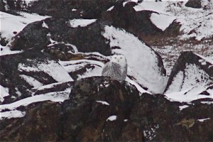 Snowy Owl