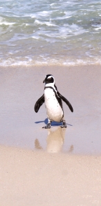 Penguin Reflection