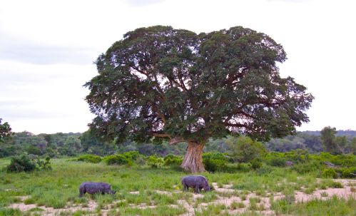 Rhinos and Figtree