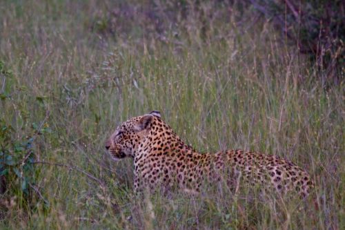 Leopard Stalking Impala