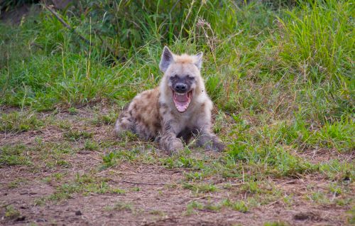 Baby hyena