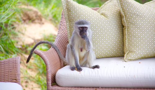 vervet monkey