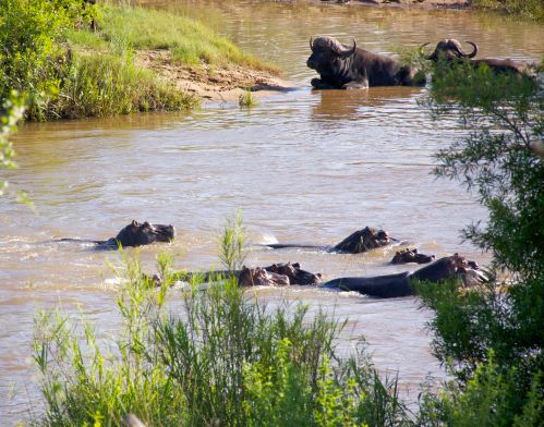 Hippos and Cape Buffalo
