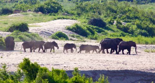 Elephant Crossing
