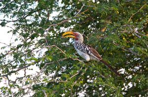 Hornbill