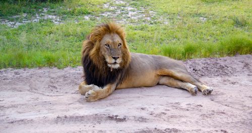 Lion