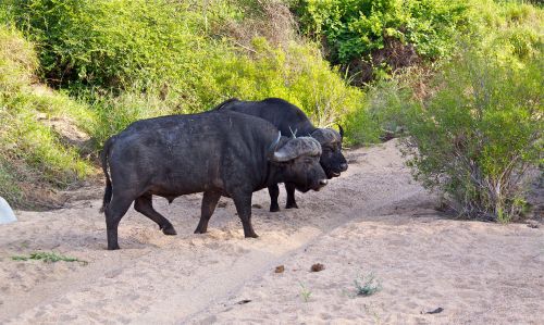 Cape Buffalo