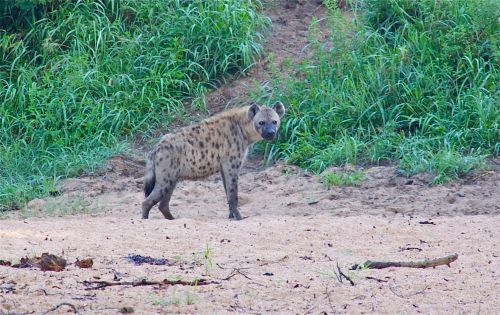 Hyena