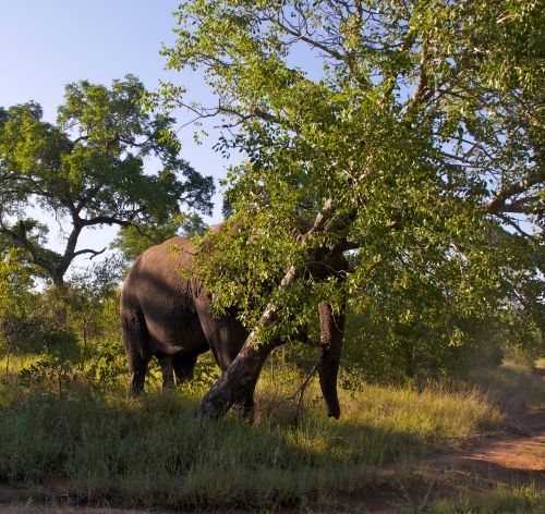 Elephant Knocking Down Tree