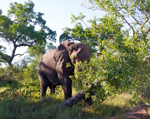 Elephant Knocking Down Tree