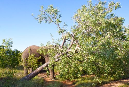 Elephant Tree Down